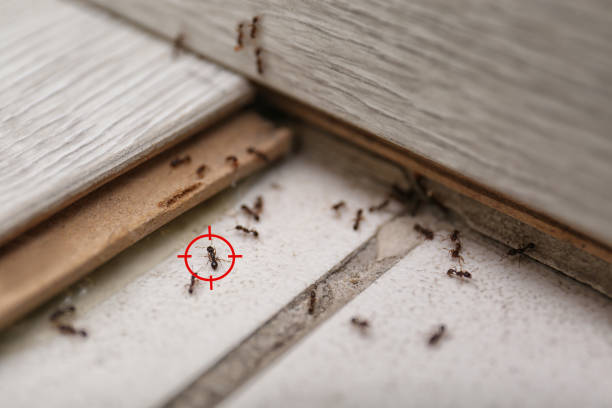 Best Ant Control Services  in Oxford, MI