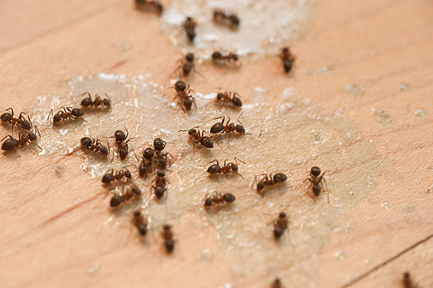 Best Flea Control Services  in Oxford, MI