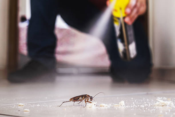 Wasp Removal Services in Oxford, MI